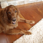 Dog sitting on douglas fir extreme reclaimed wood flooring