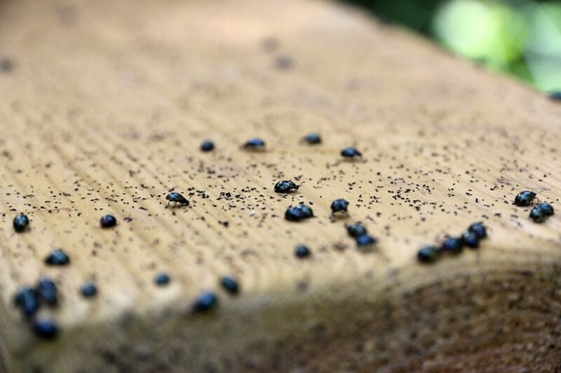 6 Reasons KilnDried Wood is Best for Home (Pros & Cons)