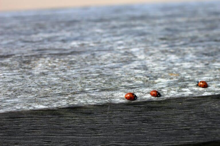 bugs crawling on wood