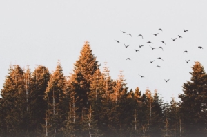 Local Builders Association Spotlight: True North Woods