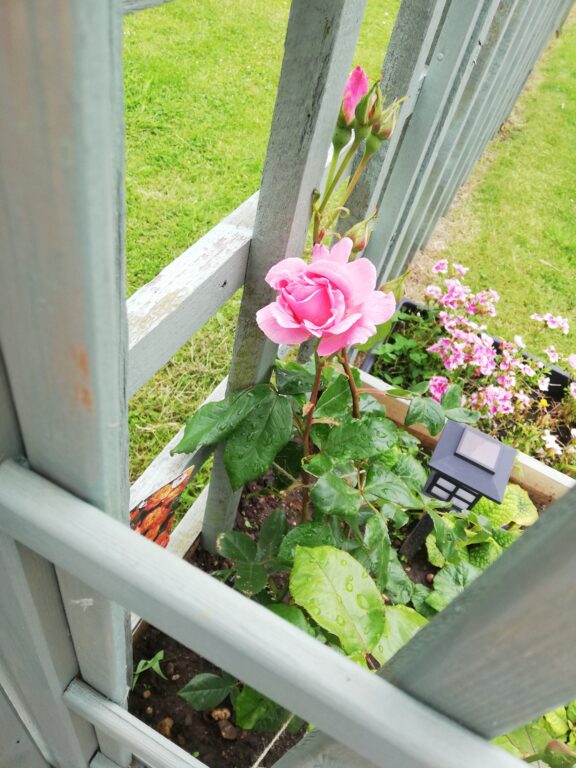 Reclaimed wood planter box with pink flower.