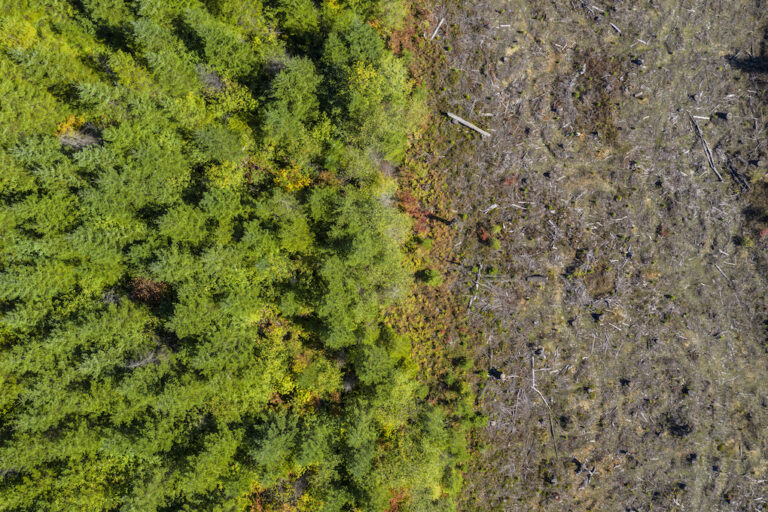 Aerial drone view of deforestation of a pine forest