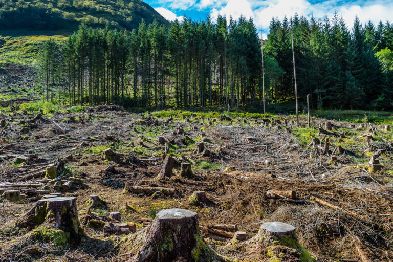 Stumps and logs show that overexploitation leads to deforestation statistics endangering environment and sustainability.