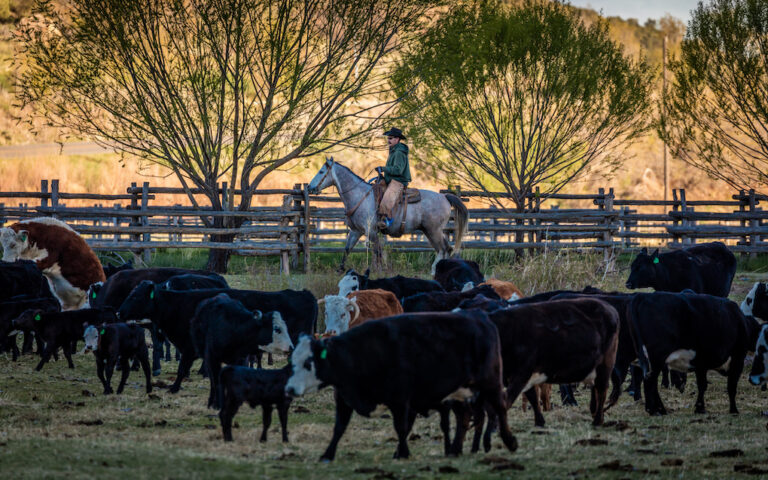 cattle ranchers are one of the leading causes of deforestation statistics