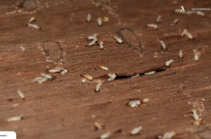 How To Get Rid of Wood Mites in 7 Simple Steps