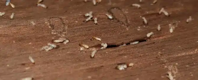 wood mites crawling around on some reclaimed wood