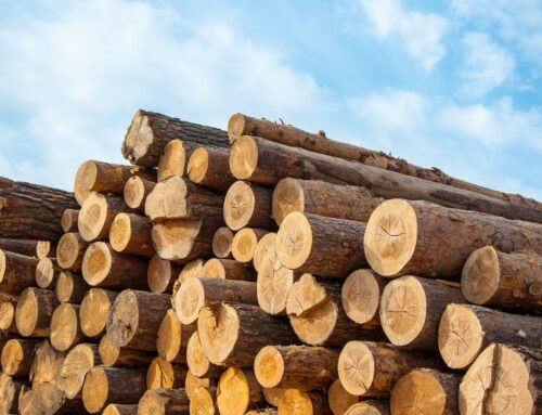 Timber Vs Wood: What’s The Difference? (Complete Guide)