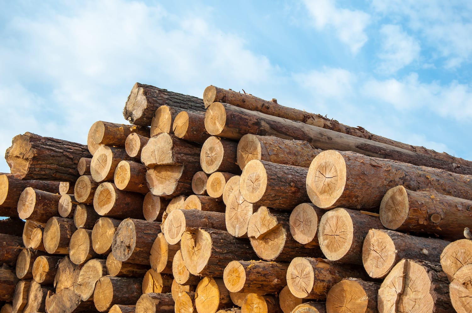 Timber Vs Wood: What's The Difference? (Complete Guide)