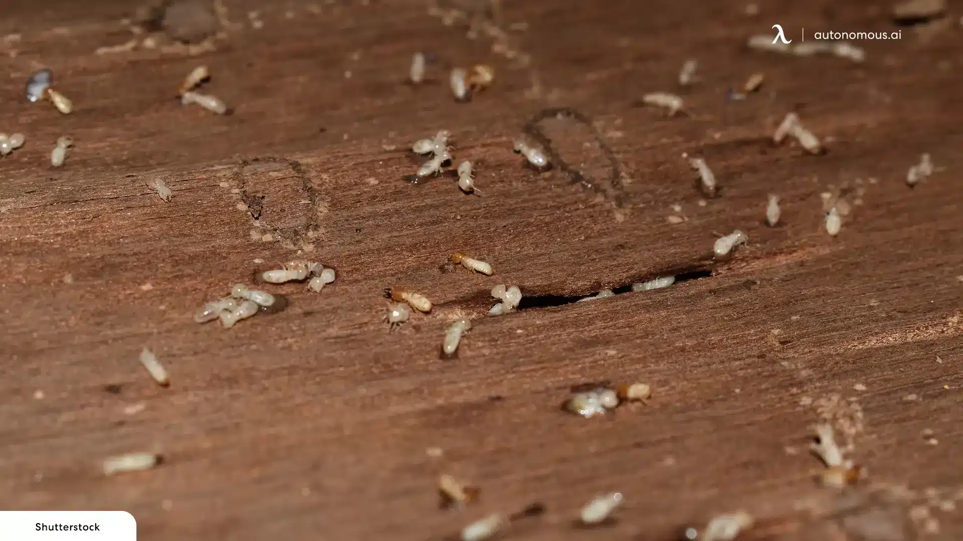 wood mites on the surface of some reclaimed wood before it enters the kiln-drying process