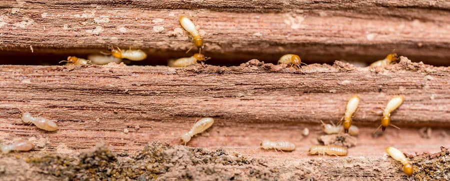 white wood mites combing the surface of some reclaimed wood