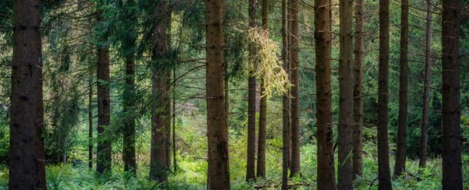 Old growth forest with dense foliage and a green forest floor.