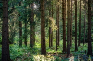 Why Old Growth Wood Outperforms New Timbers