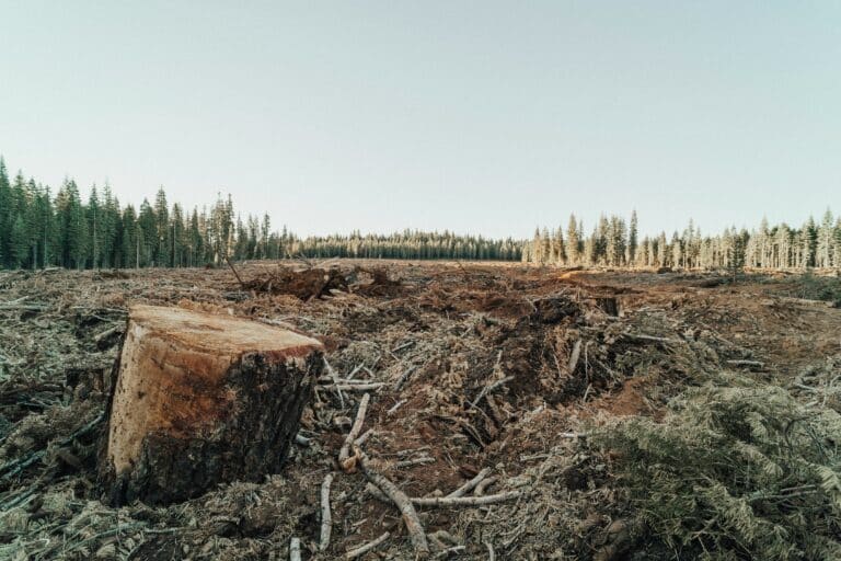 Clear cut section of forest with standing trees on all sides