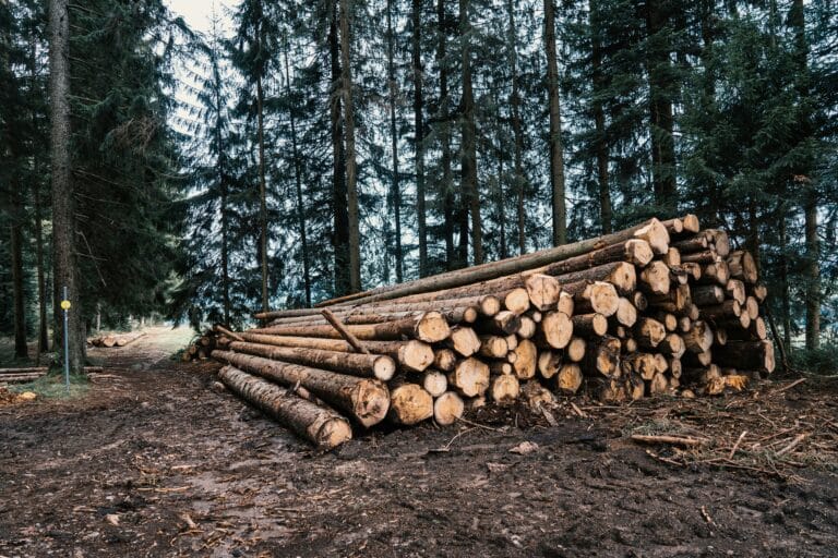 Pile of timbers amidst a tall forest