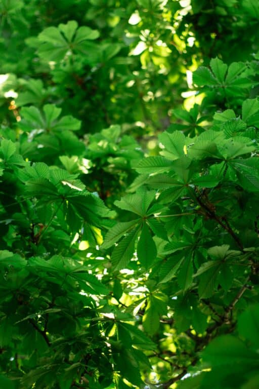 Close up on chestnut tree leaves.